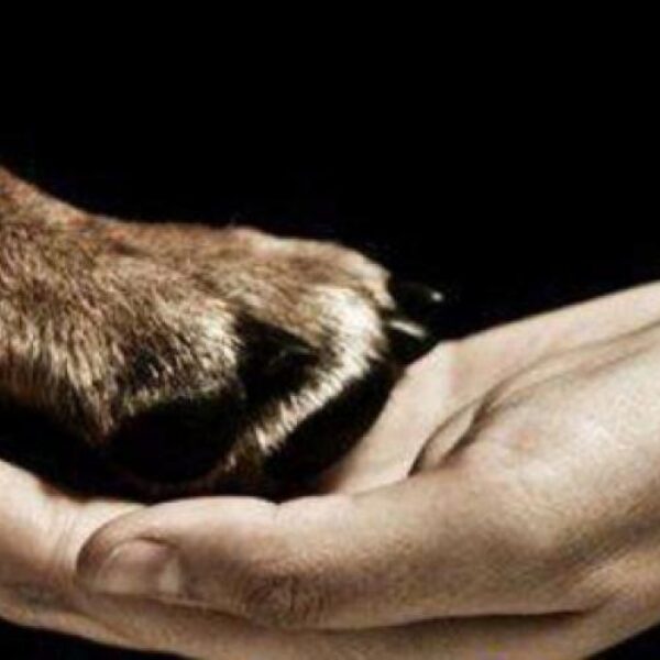 normativa_proteccion_mascota