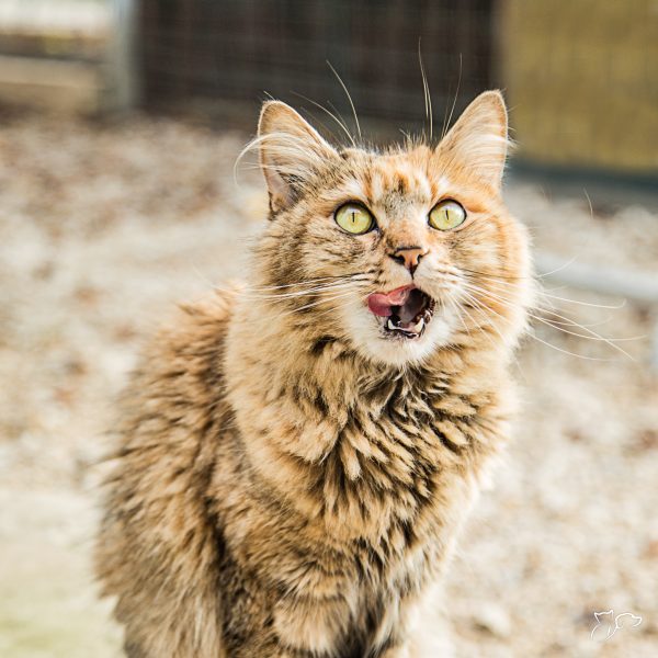 parasitos gatos