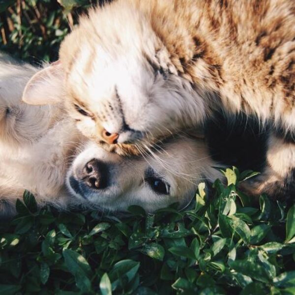 perro-y-gato
