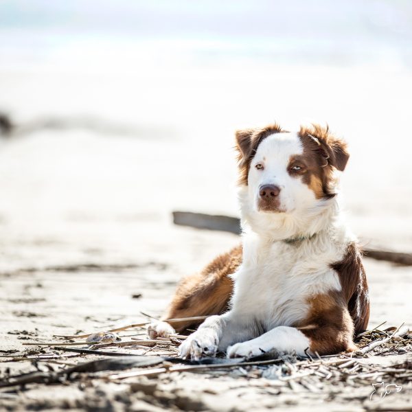 perro abandonado