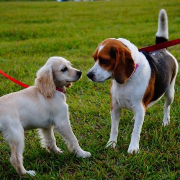 perros-parque