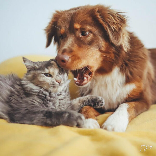 sb-content-hub-3PEZt5ohSJm6Ow0XW7Un_cute_25