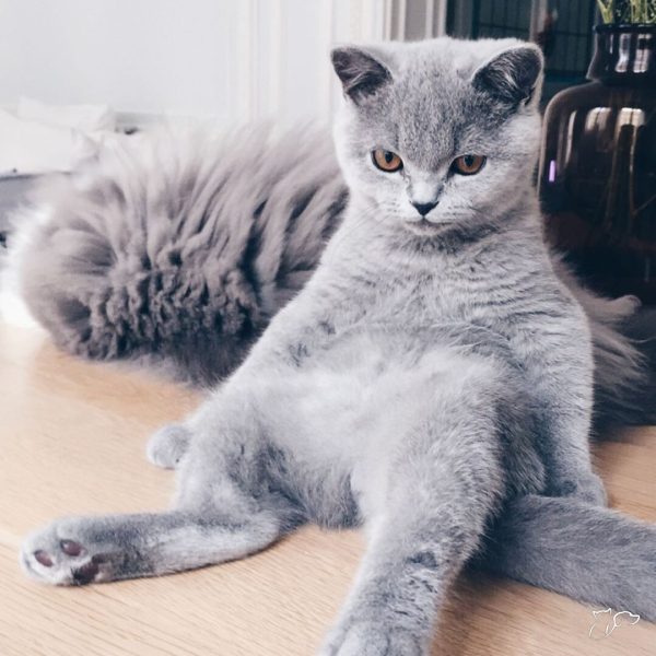 sb-content-hub-Bl7KwkfRQymlyNeGMGT3_cute_07