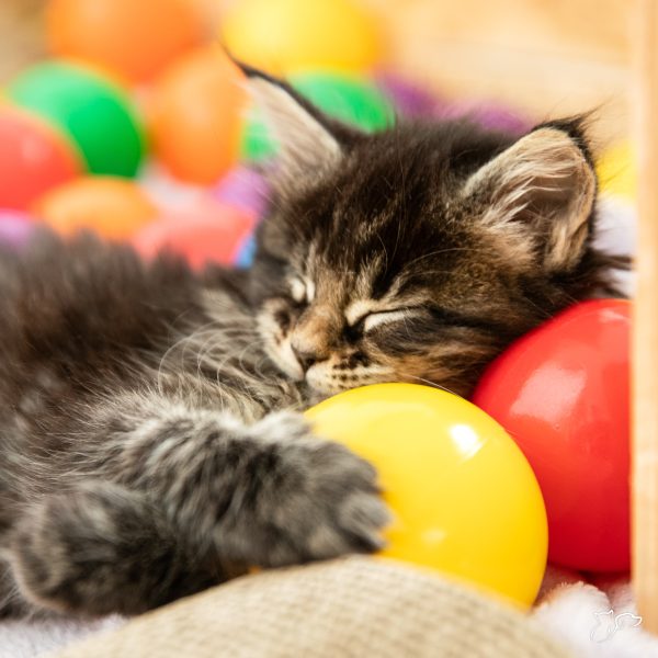 sb-content-hub-WQM9h5nSQai3IF24azxh_A60I7936