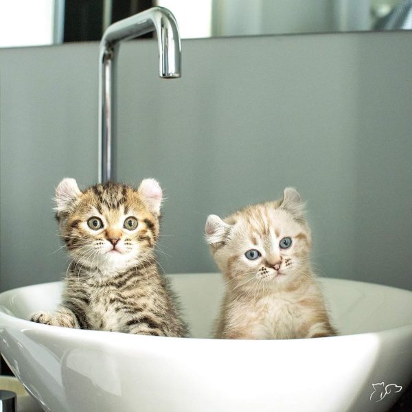 Cómo tener una Navidad segura para tu gato