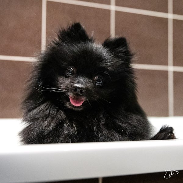 sb-content-hub-wPSK6BBaQdek7nQXDrlF_Jasper8 copie