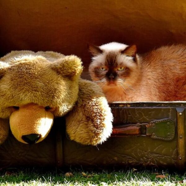 viajar-con-un-gato